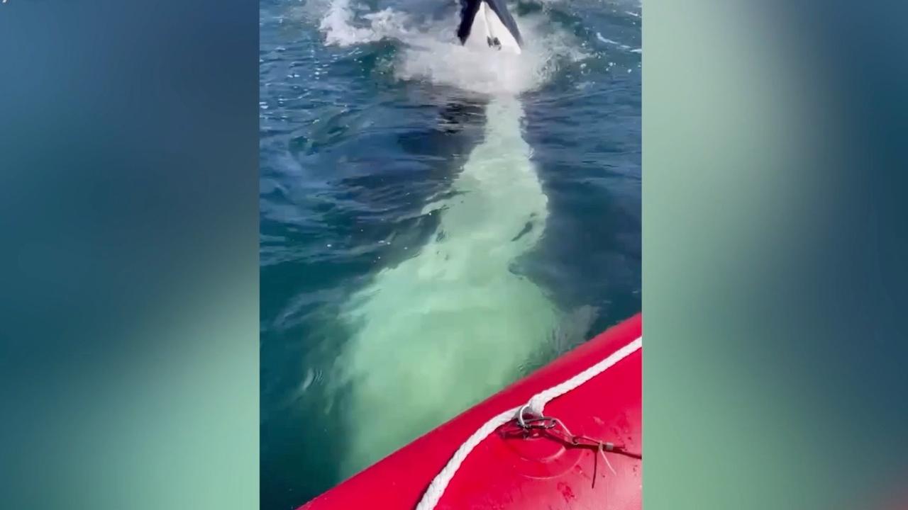 A Playful Orca Soaks Boaters in Playful Gesture