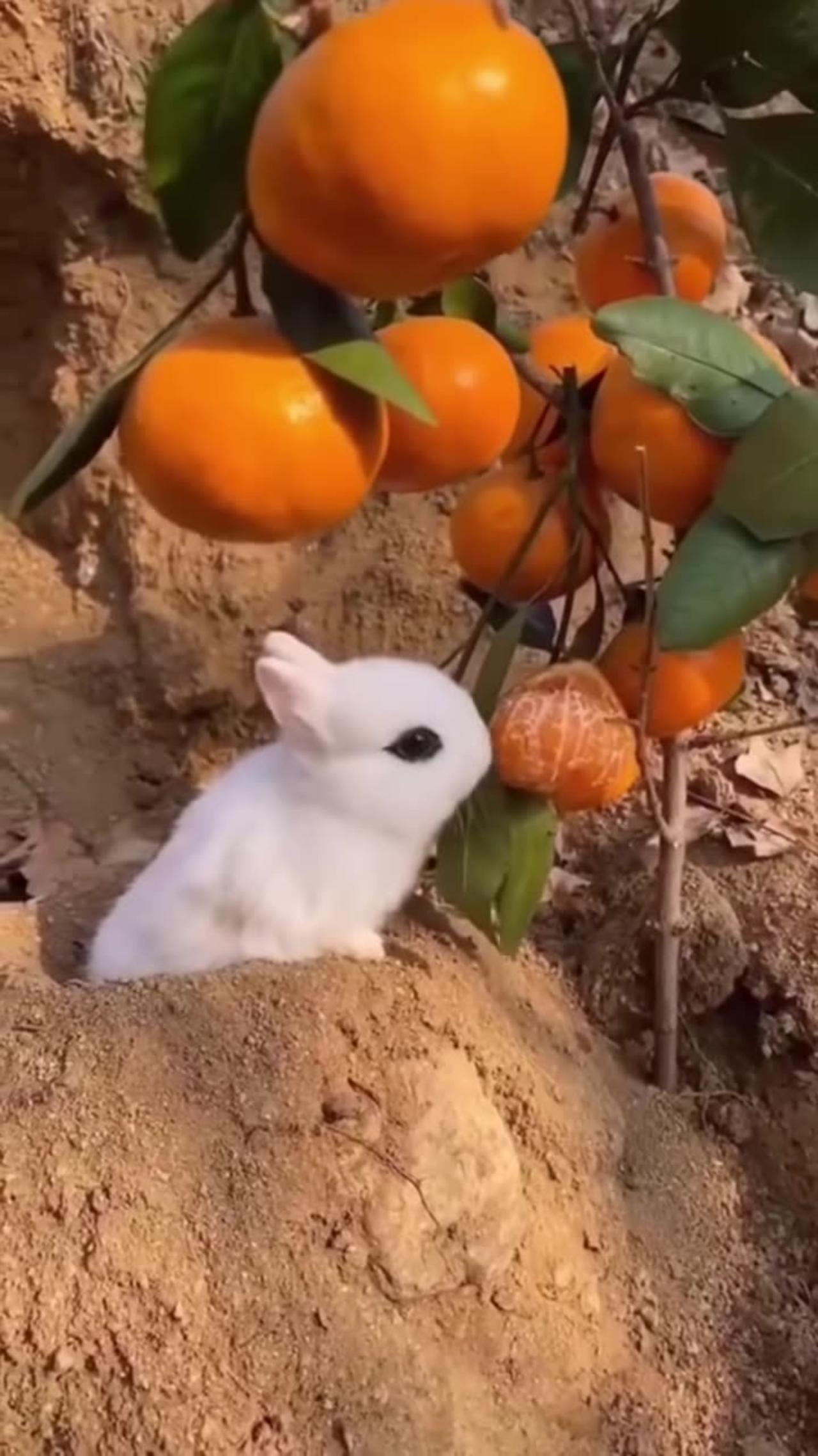 Best Funny Animal Of the Year (2023) so Cute!! enjoy watching