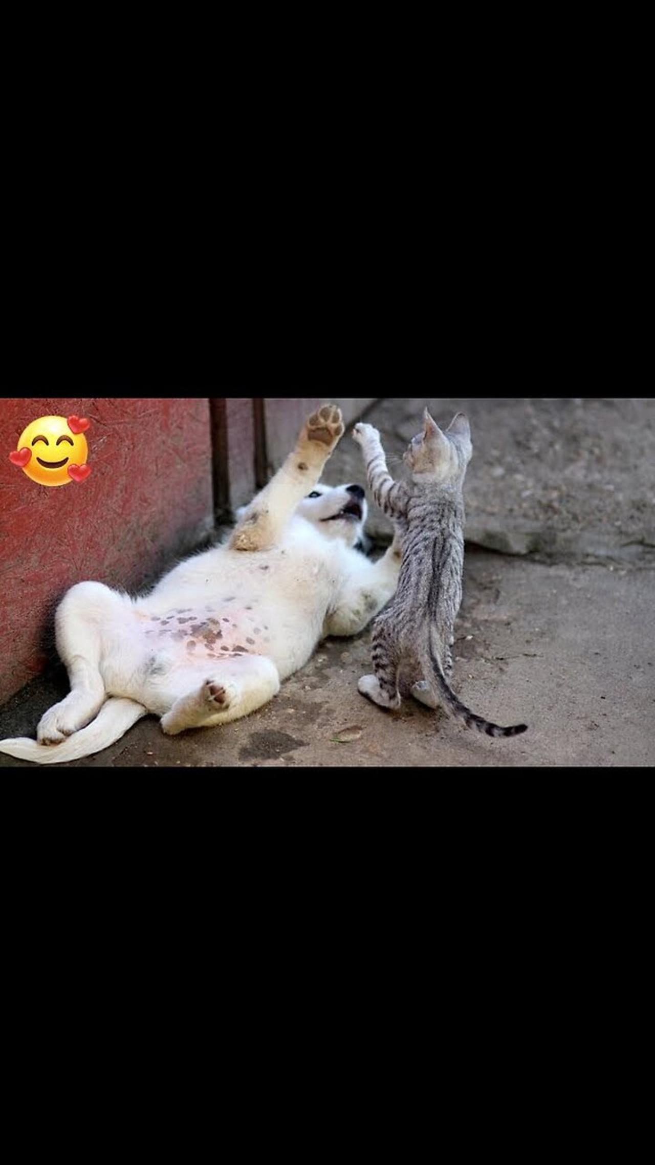 Cats funny 2023ll the best funny catsll  cats😂😂😂