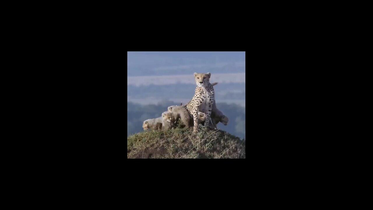 Cheetah protecting her cubs against a Lion #animals #wildanimals #shortsvideo #etah.mp4