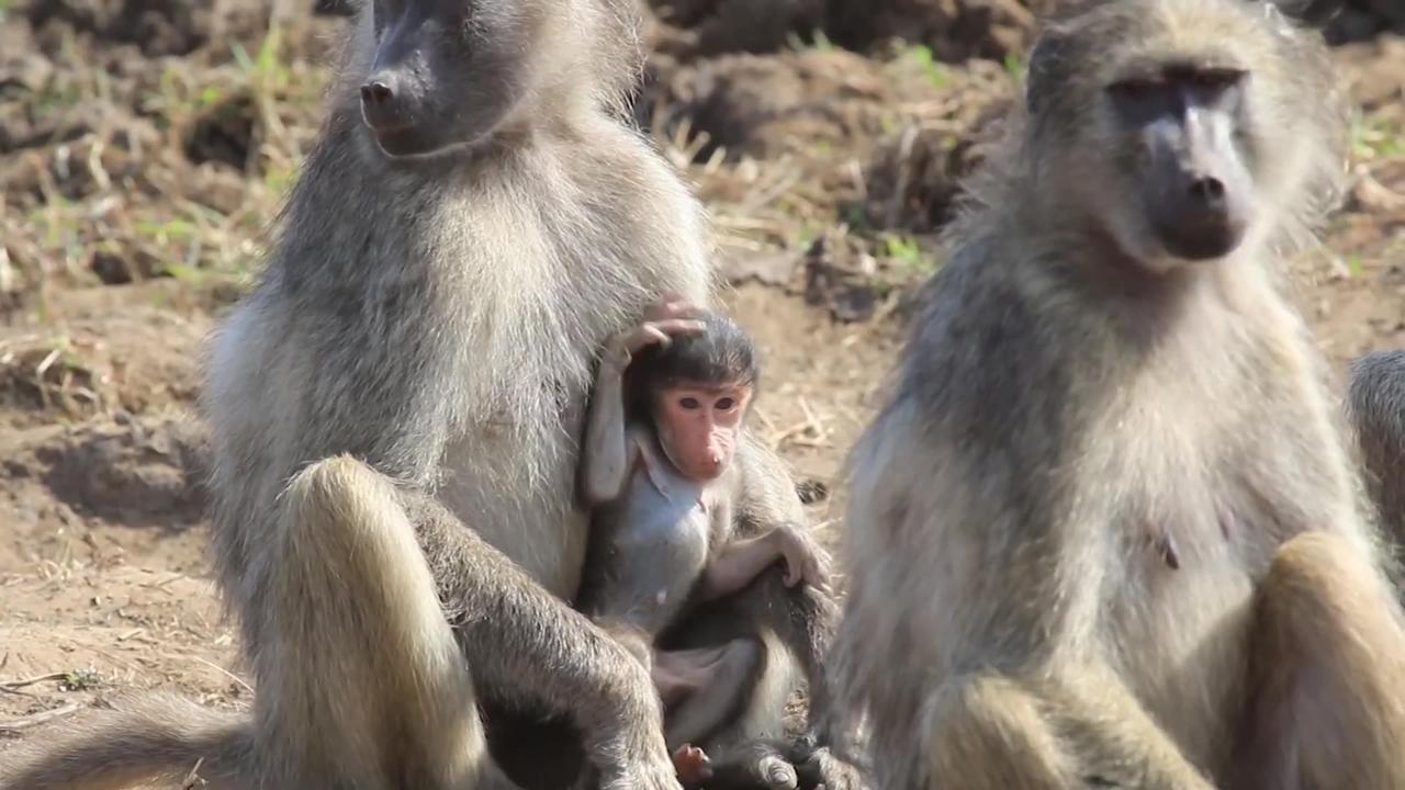 Baboon baby animal videos