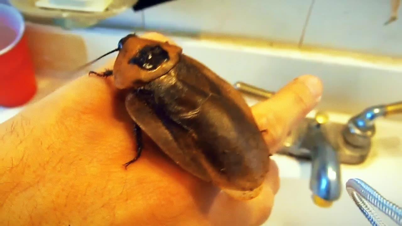giant cockroach