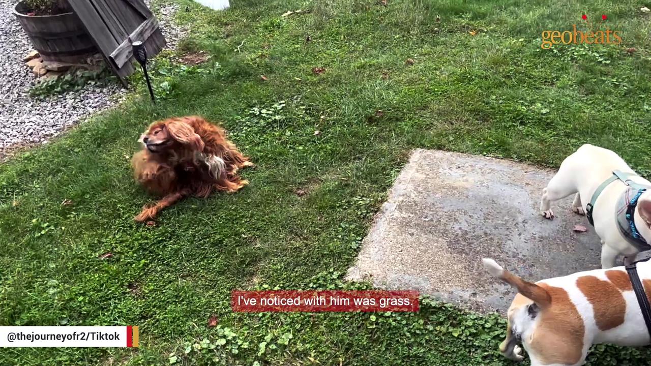 Dog tastes freedom after spending whole life in crate