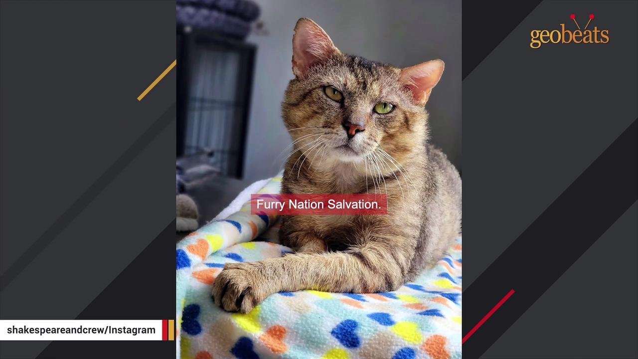 This sweet cat was likely left behind when a family moved