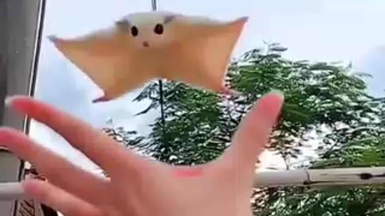Cute Flying Squirrel