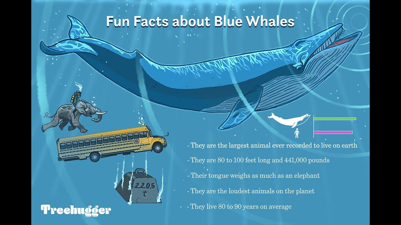 Blue whale 🐋