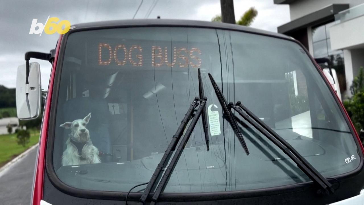 Dog Bus Owner May Have Best Job on Earth