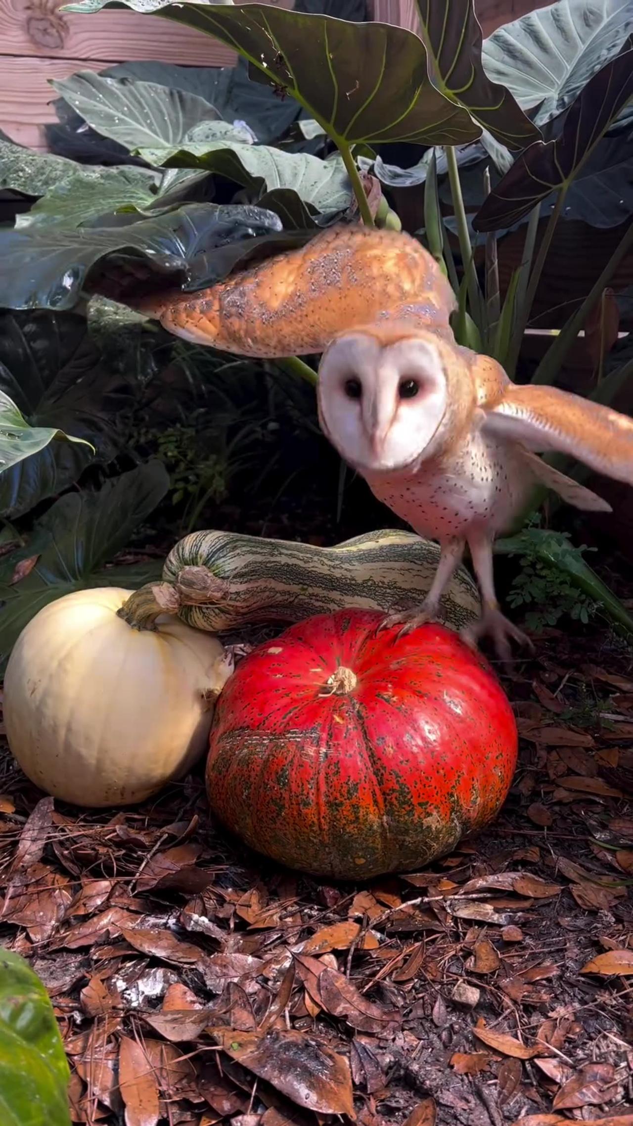 Incoming! Dobby, a non-releasable barn owl, is investigating his new pumpkins this morning! 🦉🍂