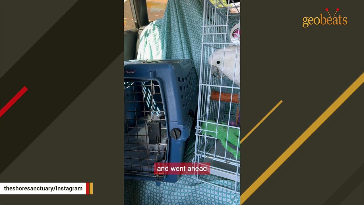 Neglected elderly cockatoo is so happy now