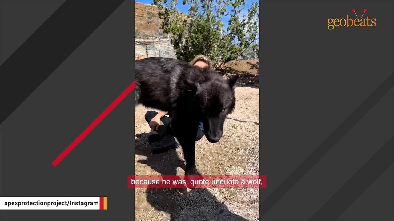 Young wolfdog's howl goes hilariously wrong