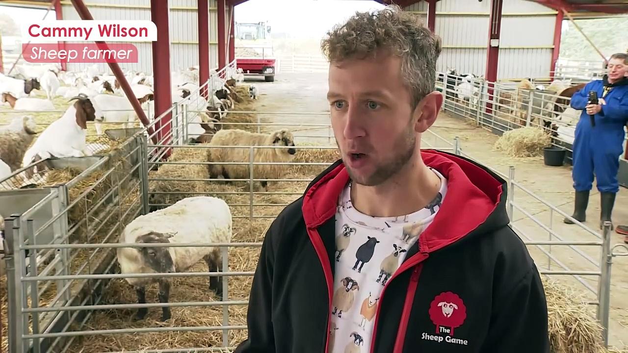 ‘Britain’s loneliest sheep’ rescued after two years