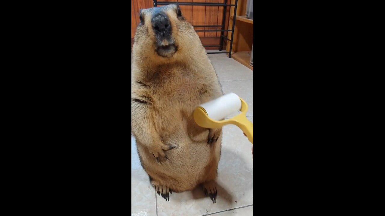Big bellied Marmot is relaxing