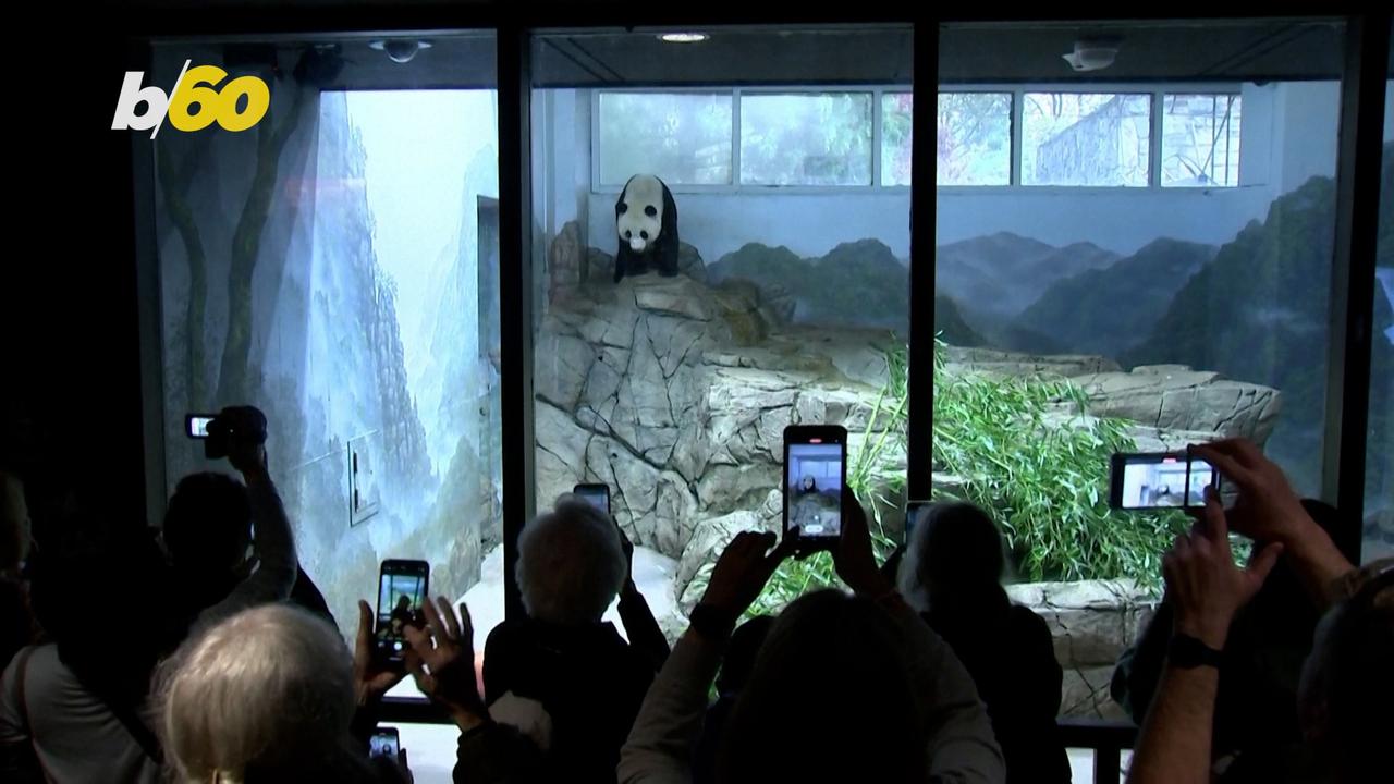 Washington Zoo Says Goodbye to its Pandas