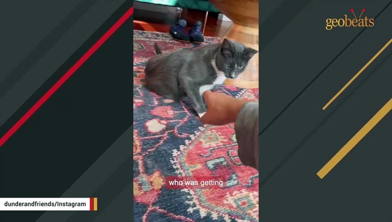 Shy cat finally makes a friend