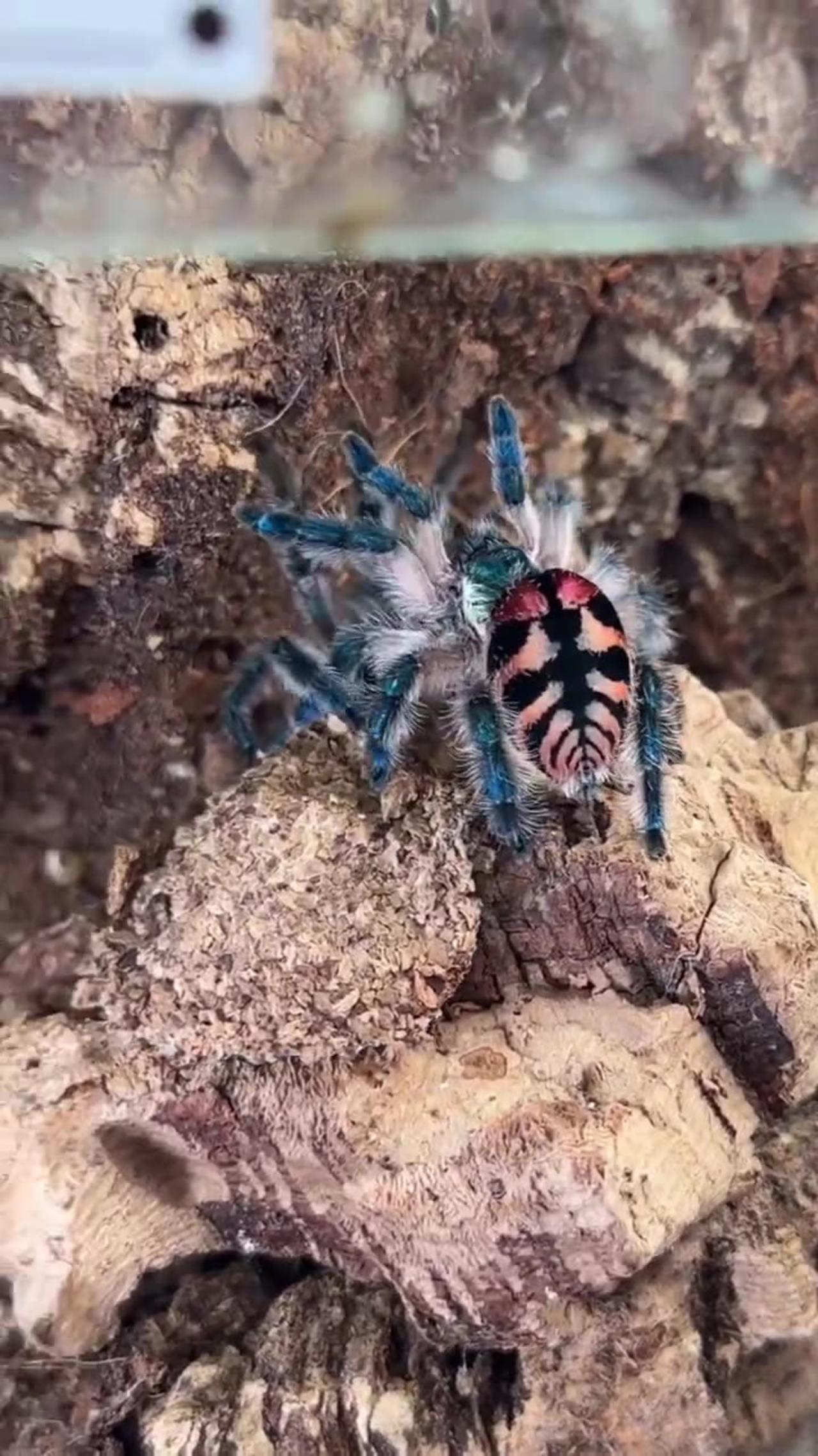 Brazilian jewel tarantula - what a beauty 🥰