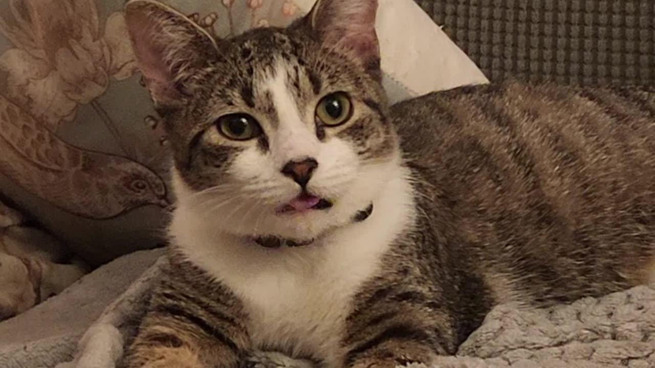 Kitten Does Silly Tongue Wiggles at the Camera