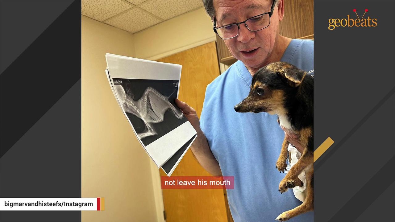 Disabled dog has sweetest response when mom says I love you