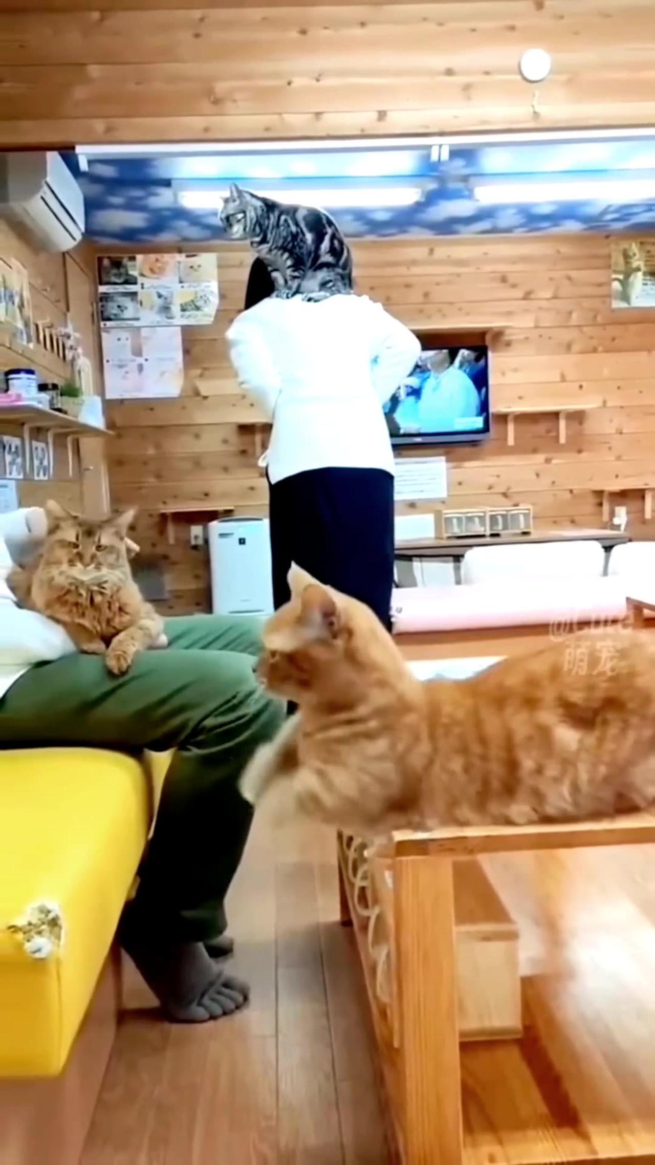 Funny cat dance video 😂