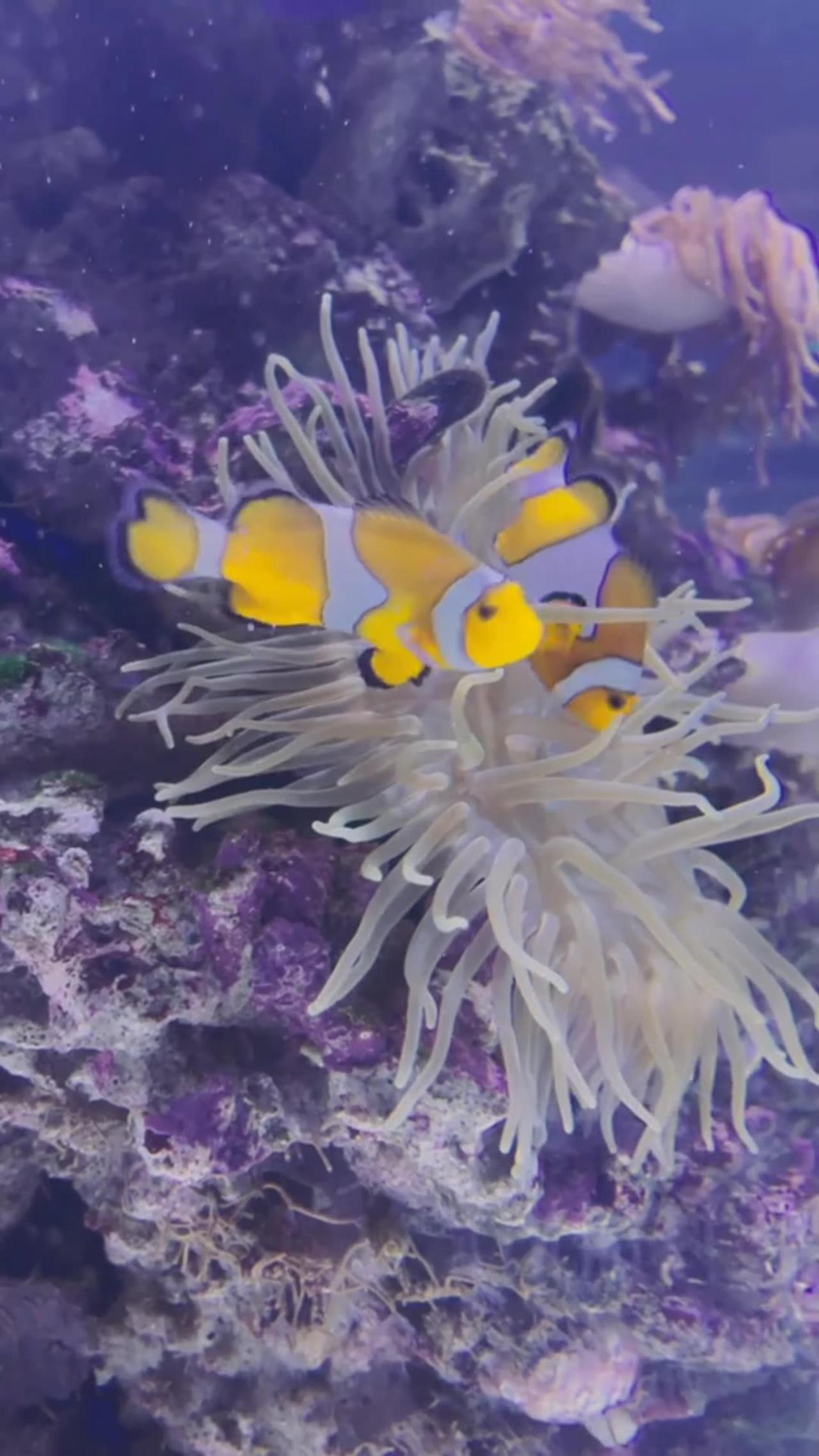 Fish video - One News Page VIDEO