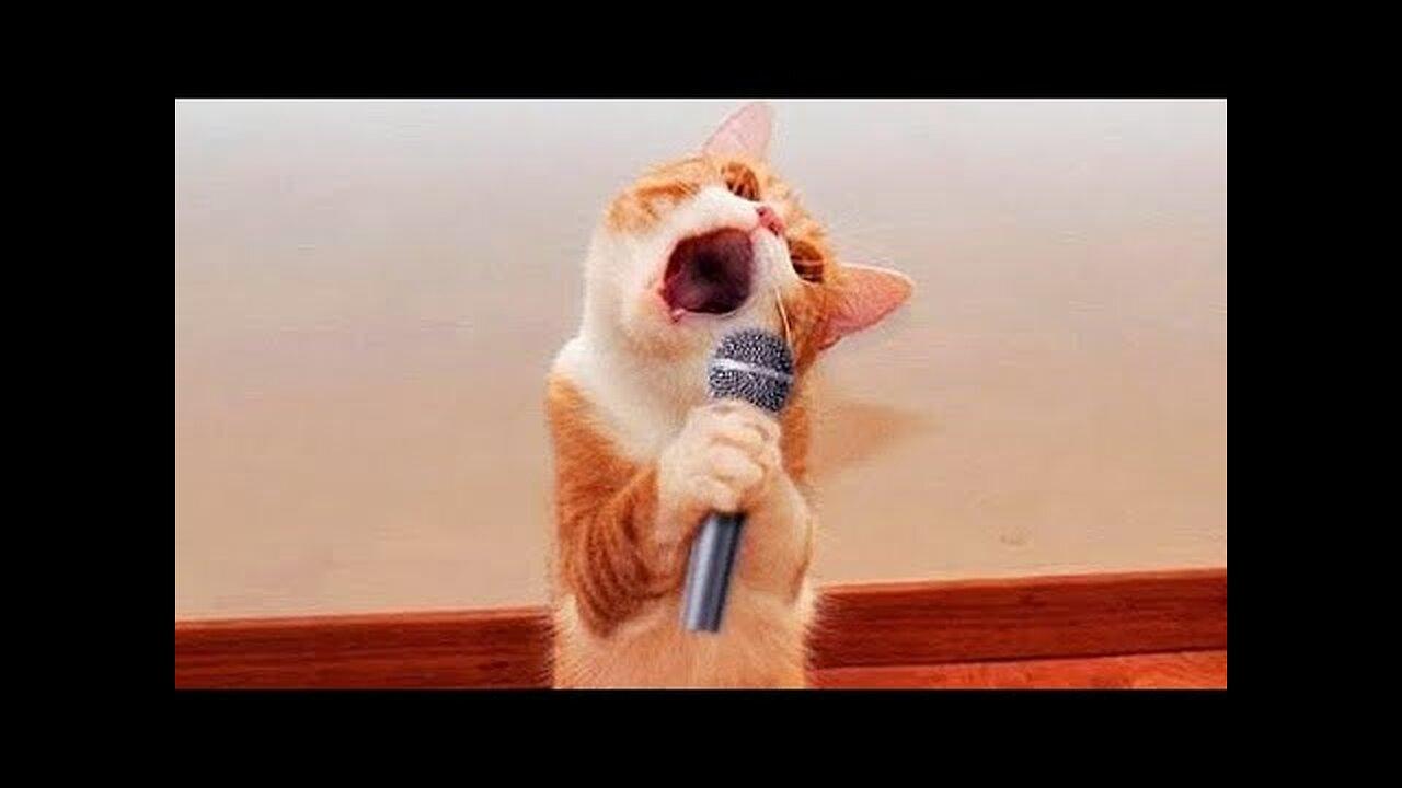 Funny cute cat video compilation 😻😹