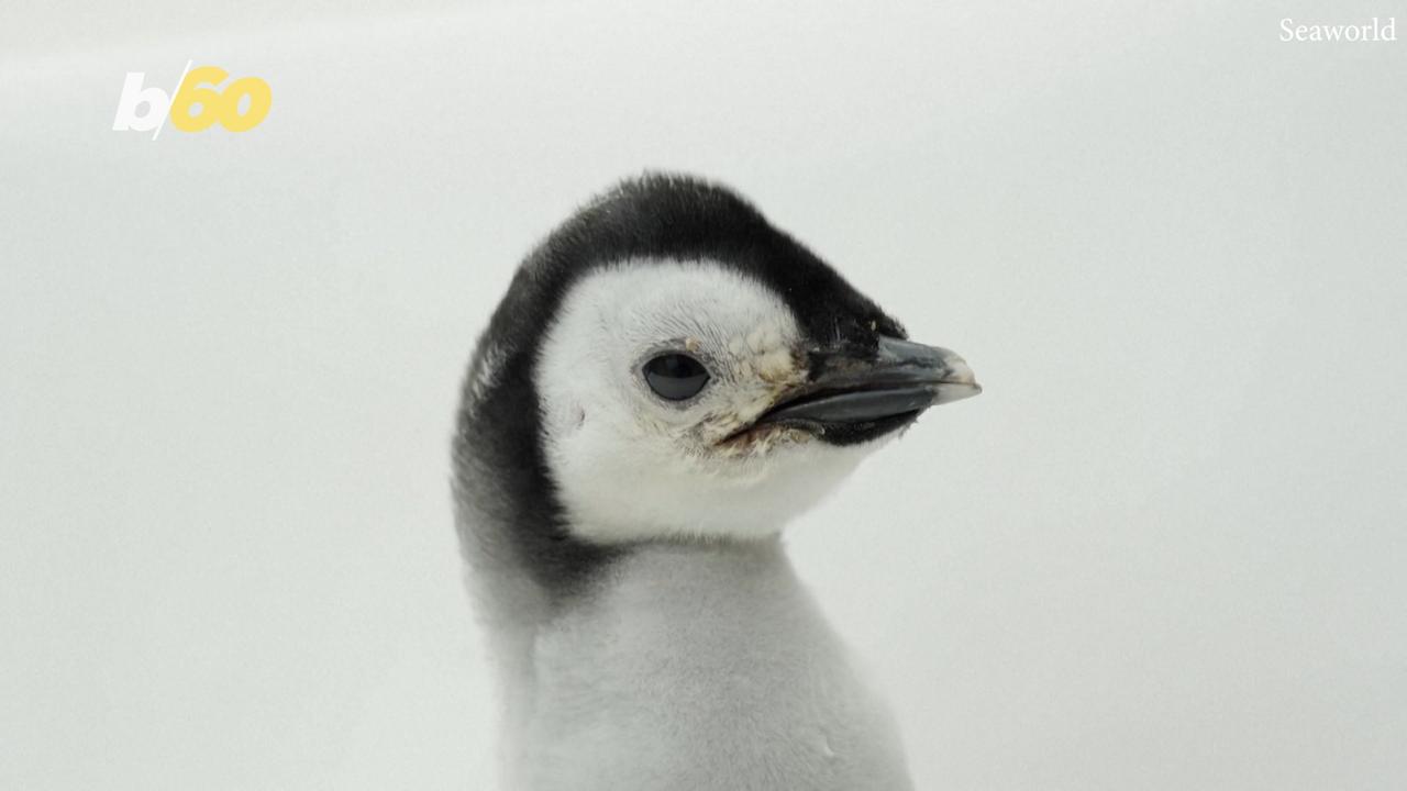 Emperor Penguin Chick Named After Thousands Cast Votes