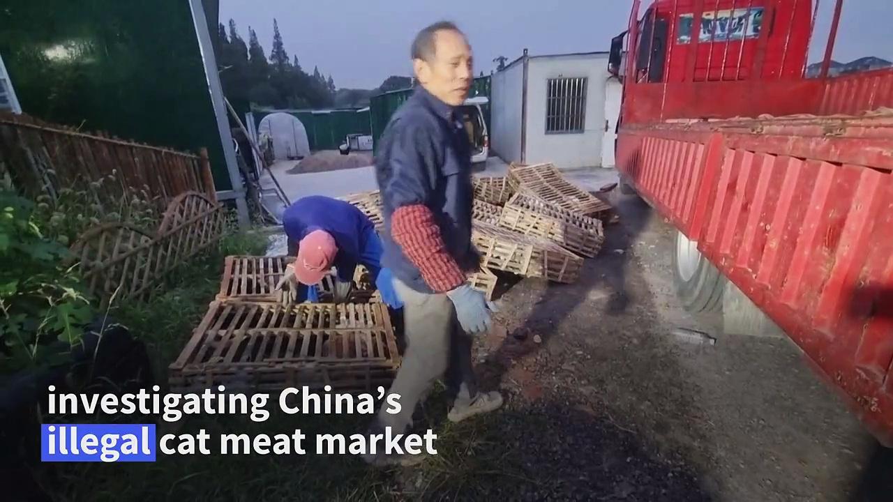 China's animal lovers fight illegal cat meat trade