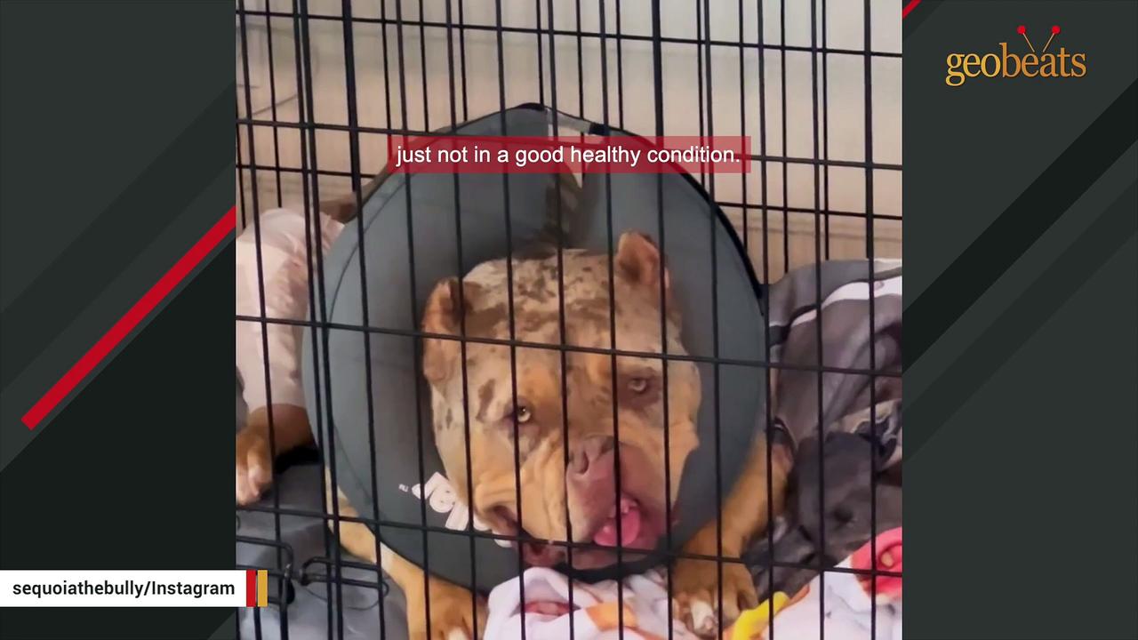 Nervous shelter dog is now the biggest love bug