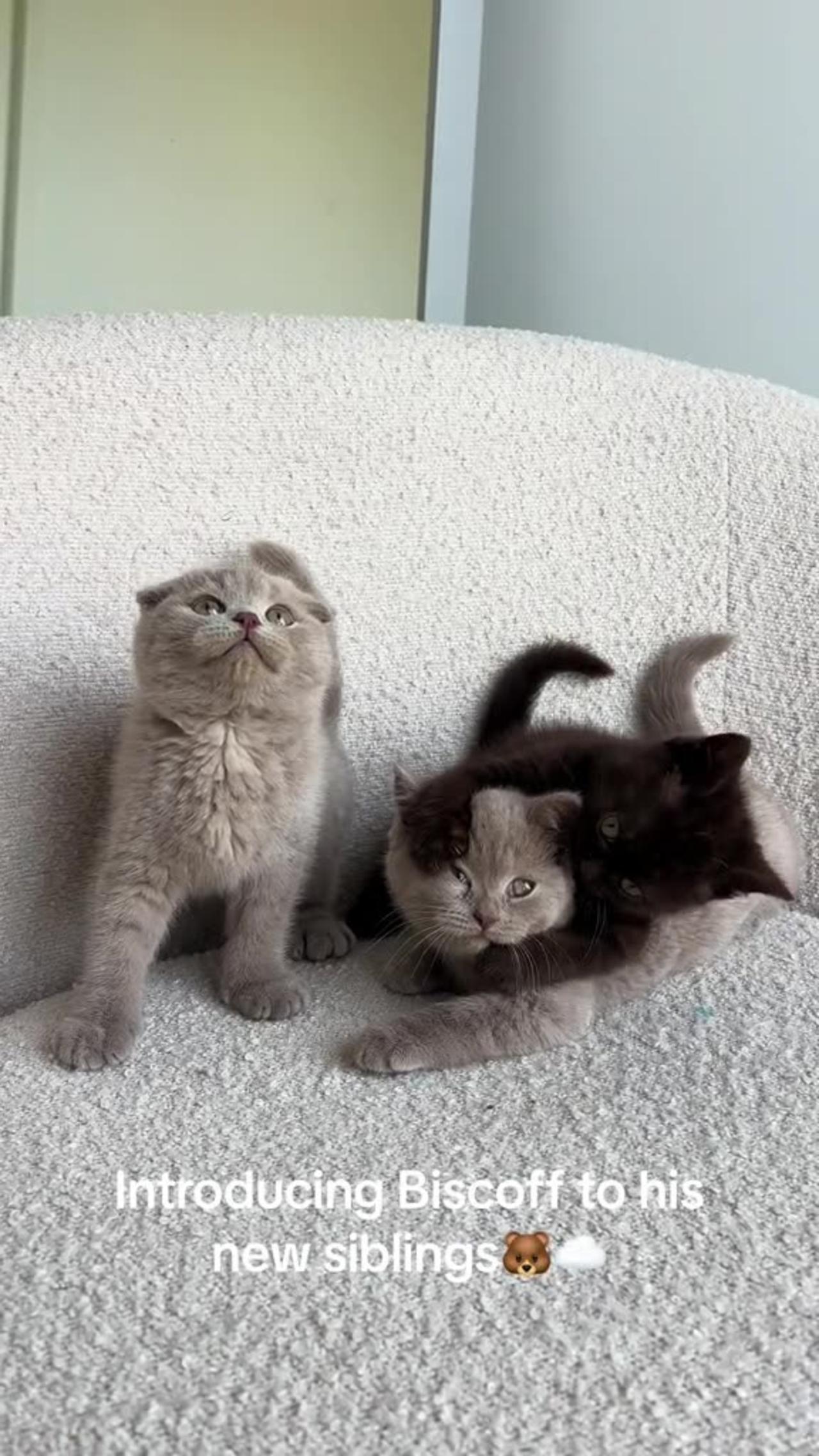 cute kittens