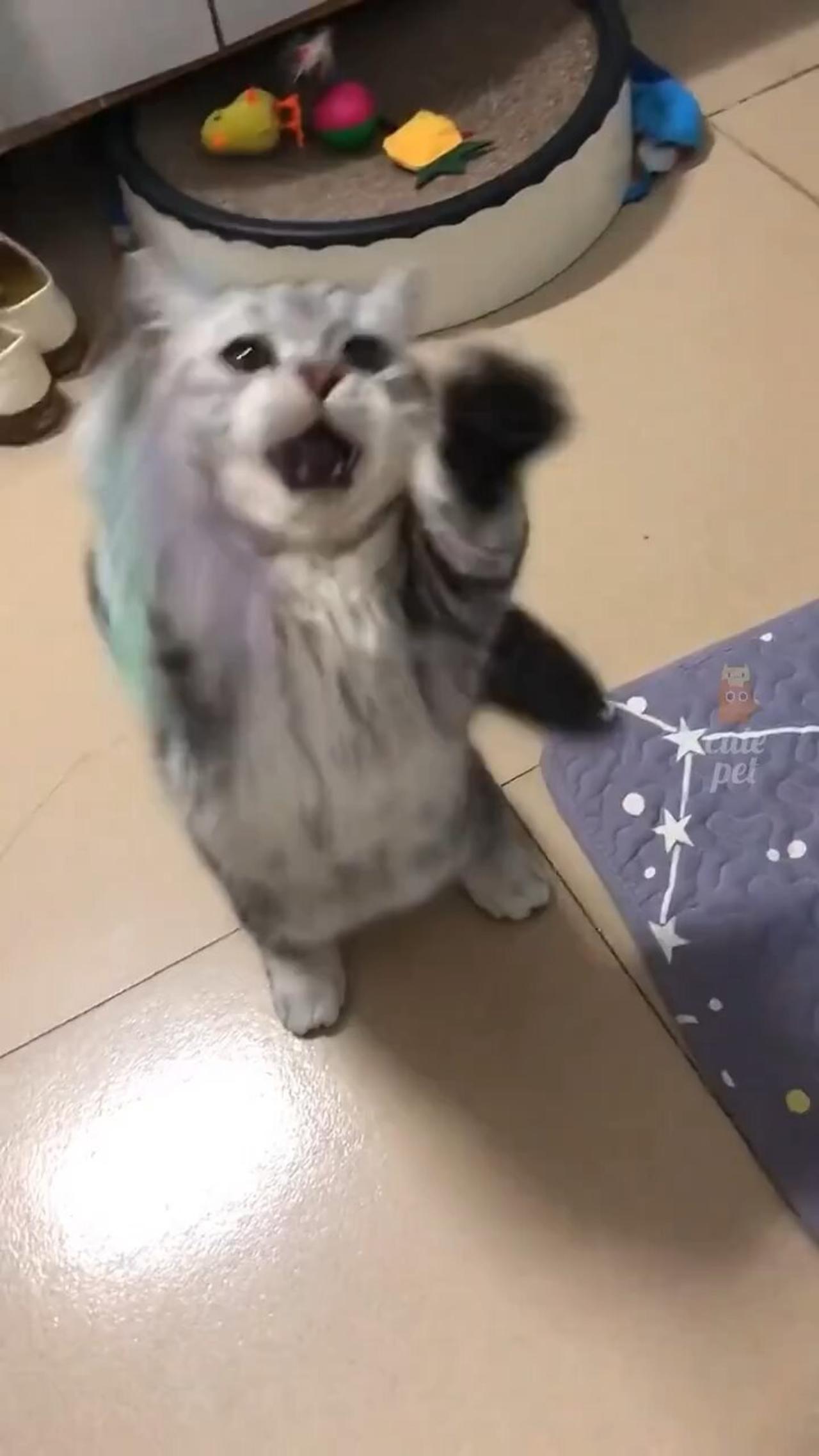 Funny cat clips 😂😂😂🤣🤣