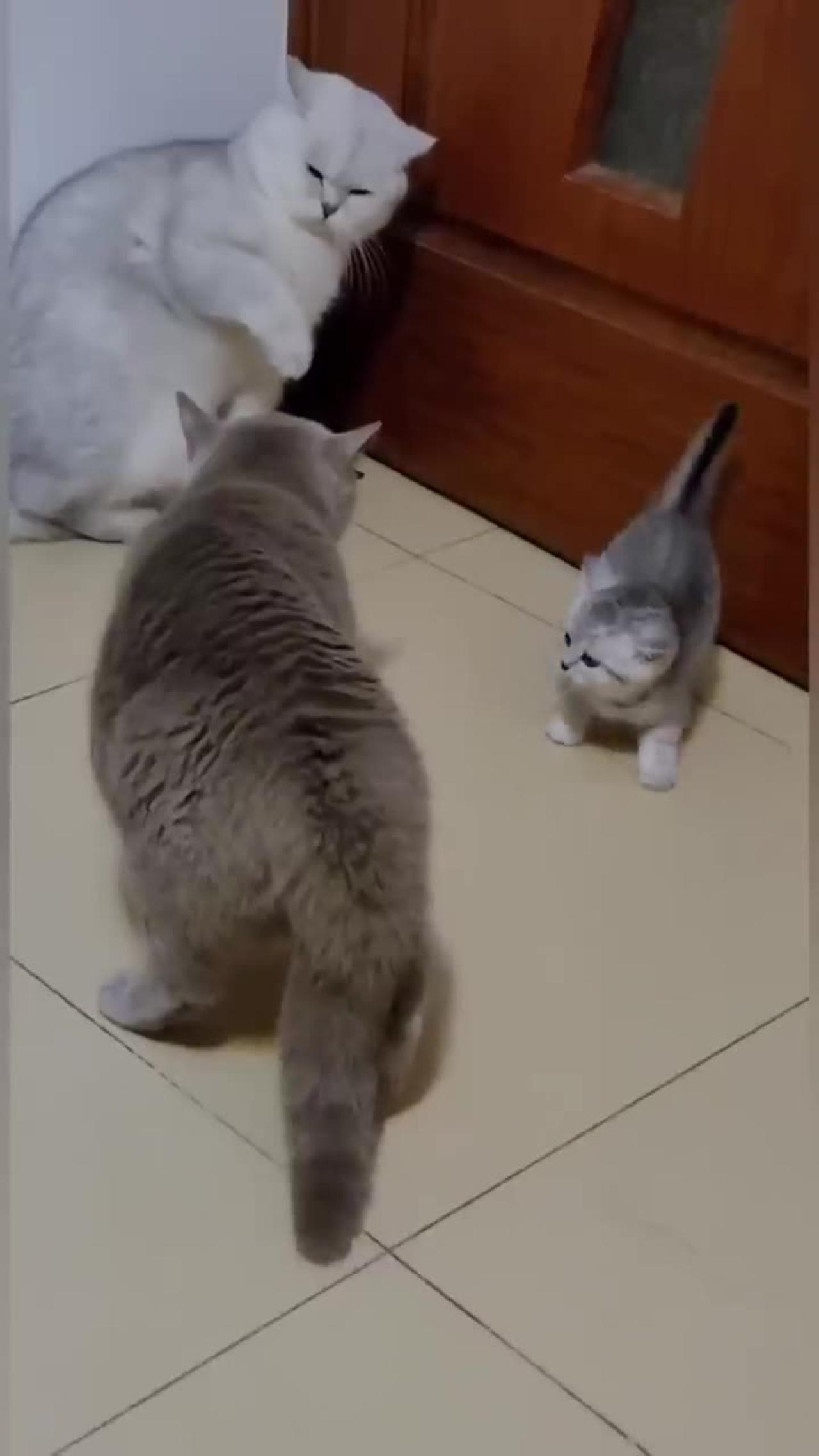 Cats In Combat The Animated Catfight That Will Test The Limits Of Cgi - 8au9he5