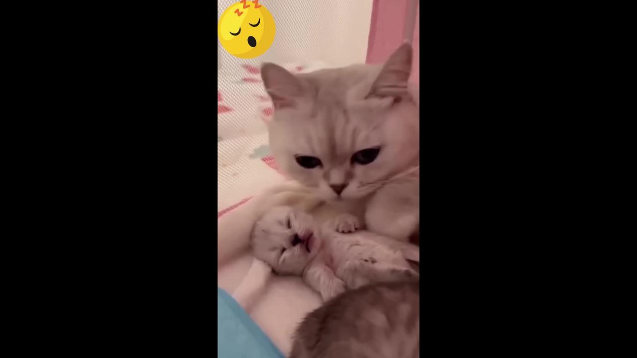 Momma cat has the most satisfying face hugging her kitten