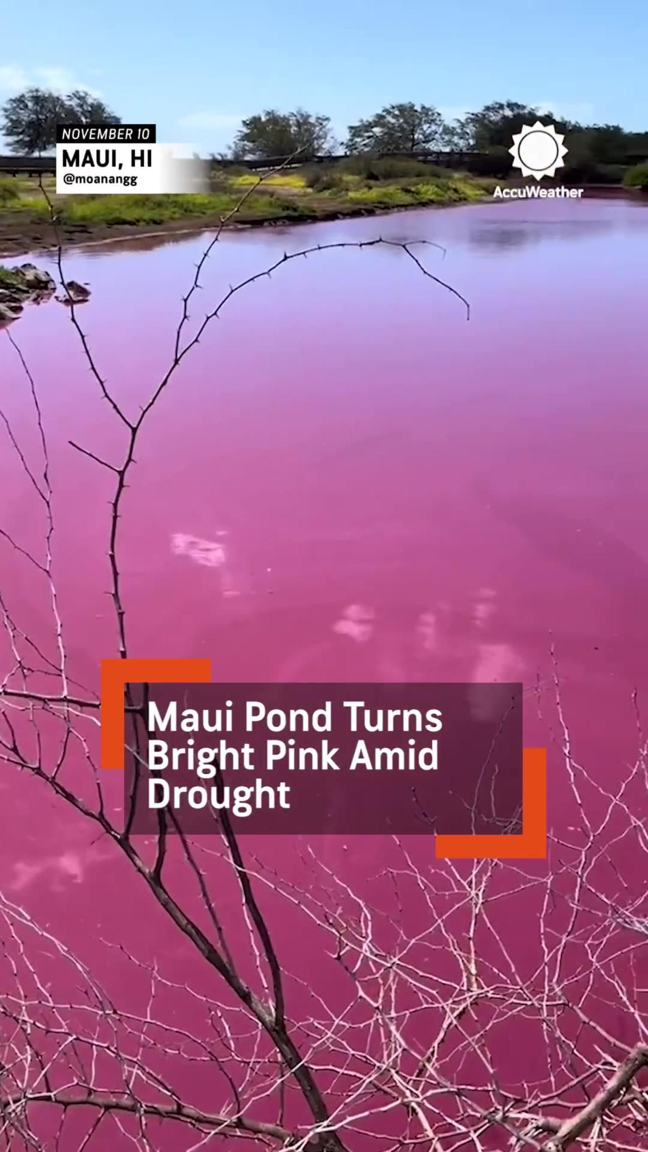 MAUI POND TURNS BRIGHT PINK AMID DROUGHT