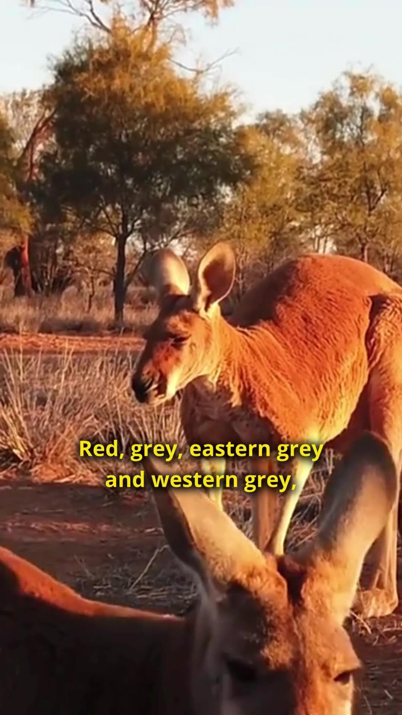 Kangaroo - The Largest Marsupial