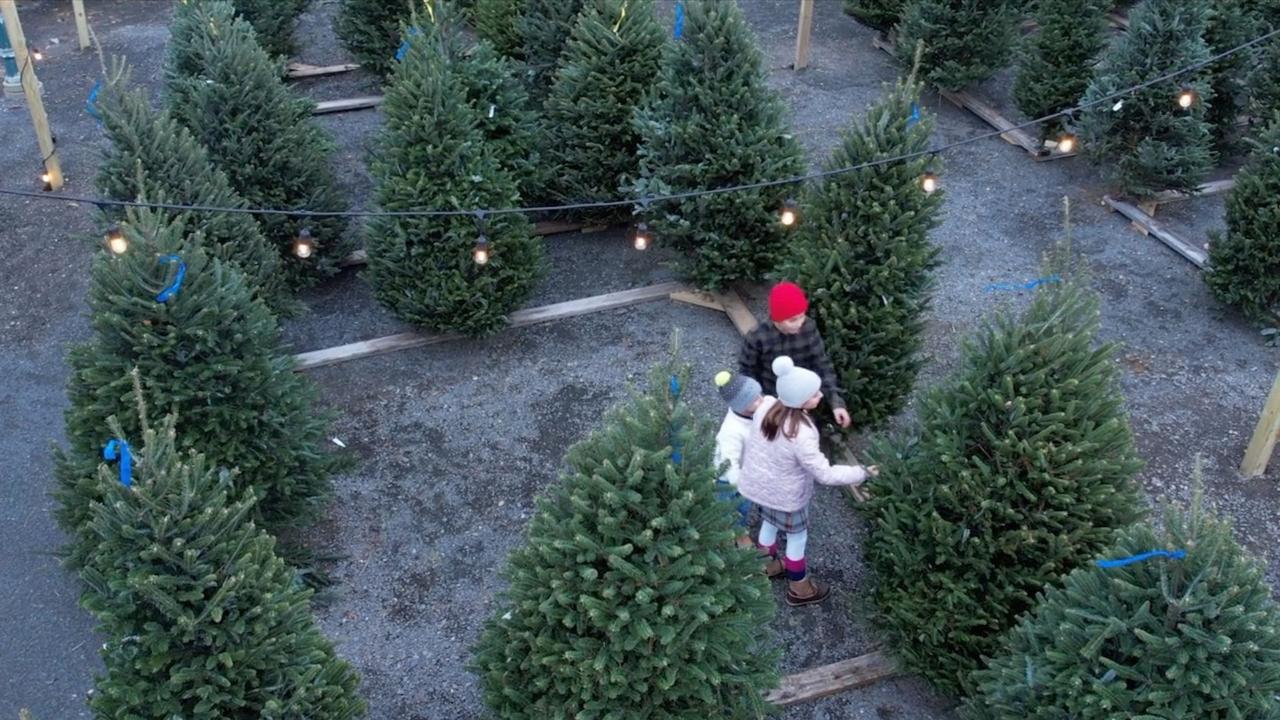 These Are Things Christmas Tree Sellers Want You One News Page VIDEO