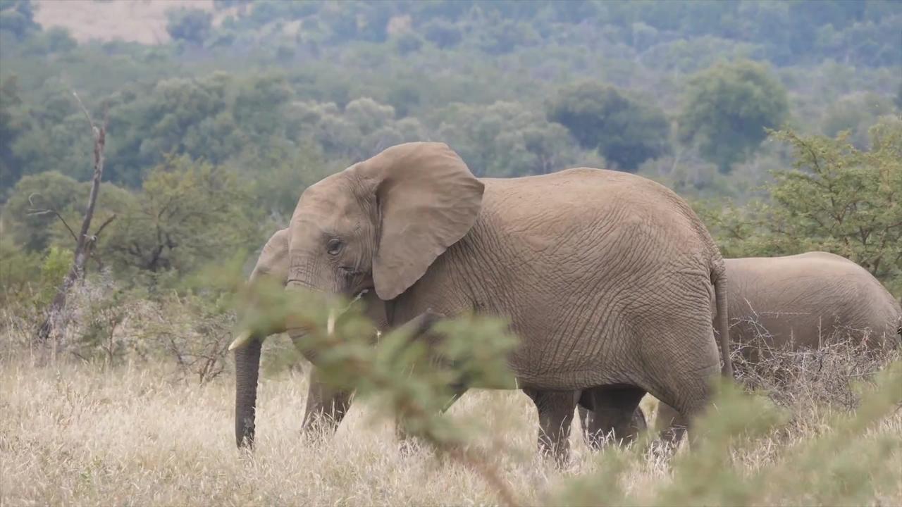 Animal911 | Wild Elephant - The Giant, Mighty and strong Elephant in The Wild
