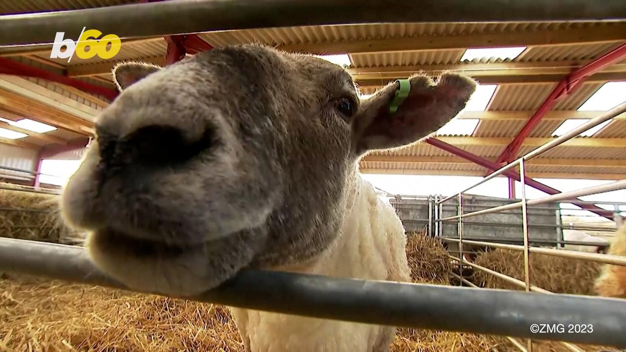 Britain’s Loneliest Sheep Rescued After 2-Year Wait