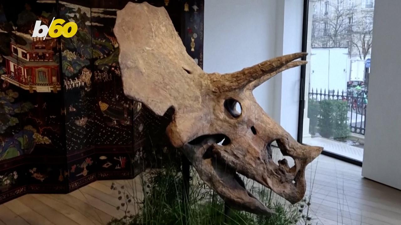 Massive Triceratops Skull Goes Under the Hammer in France