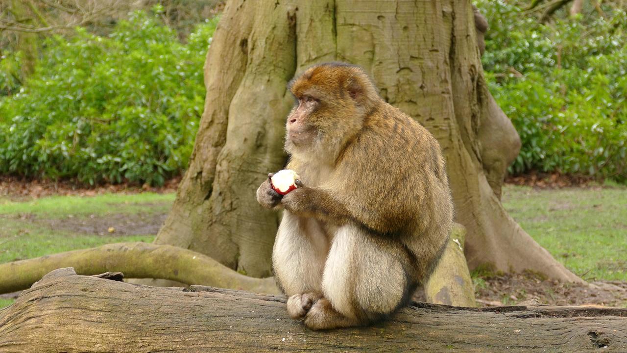 Monkey Eating Apple