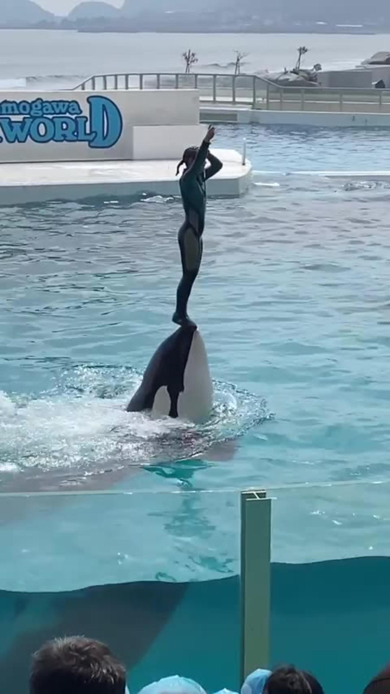 Wonderful performance by our dolphins at the seaworld