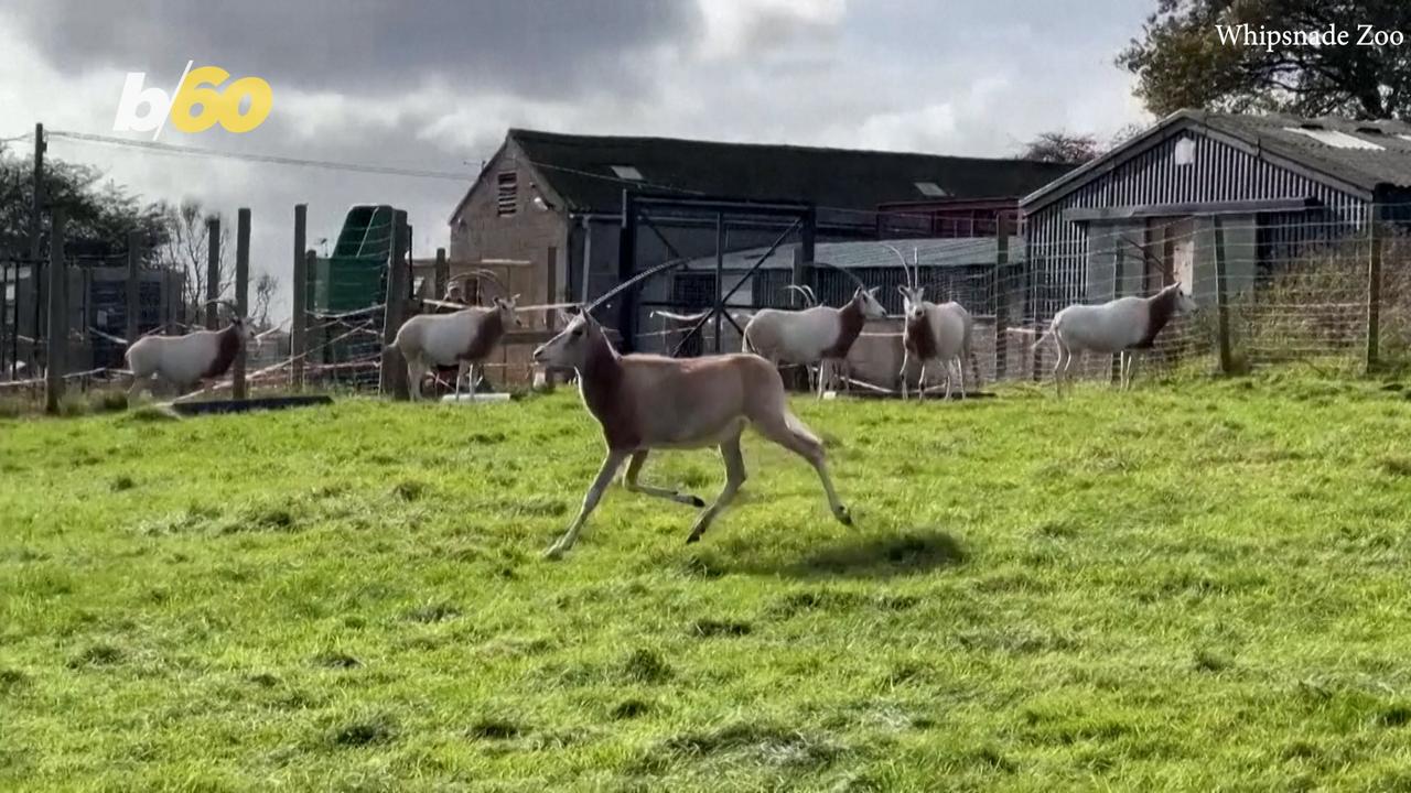 Endangered Antelope Species Slowly Thriving Once - One News Page VIDEO