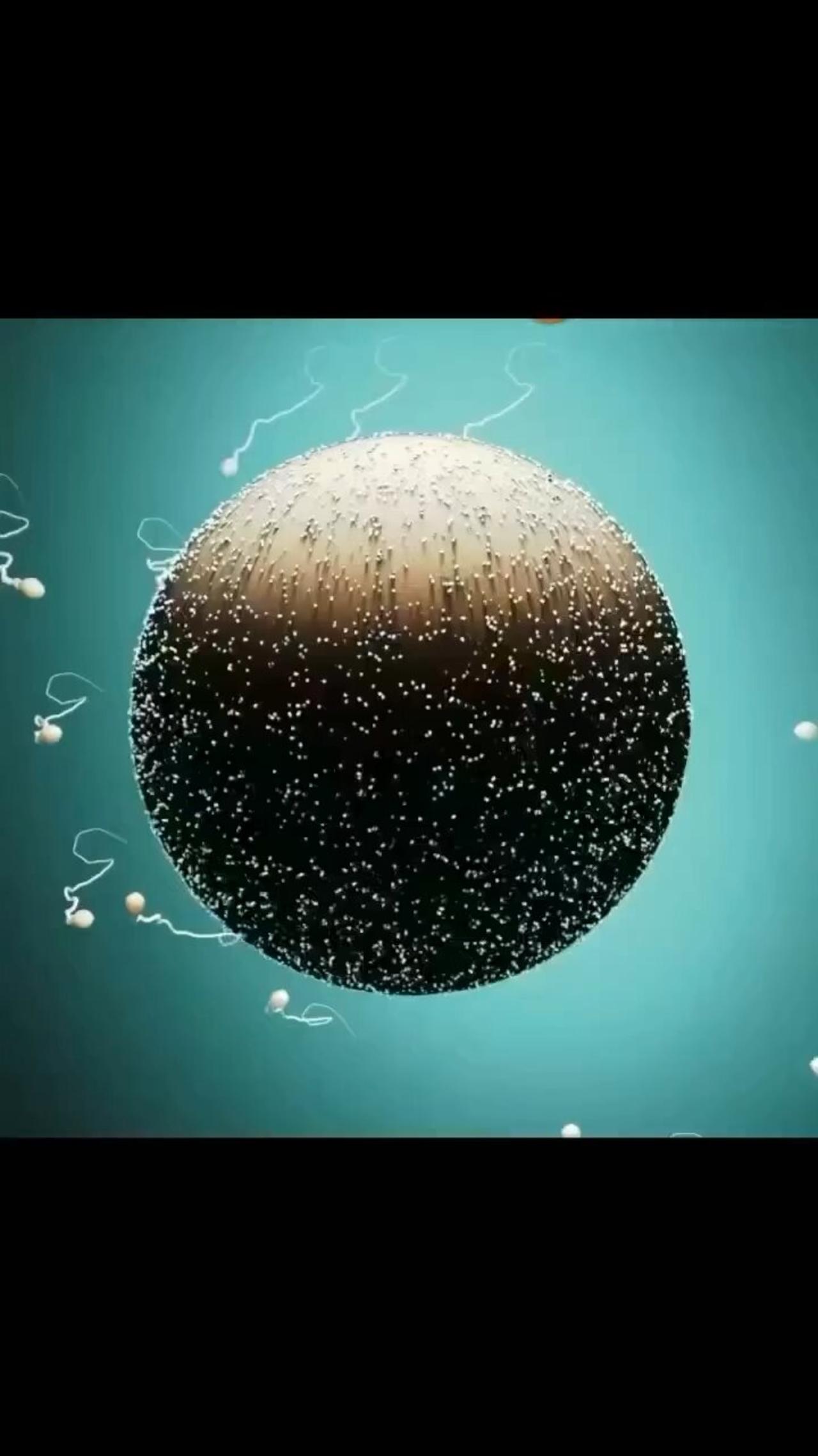 Fertilisation animation