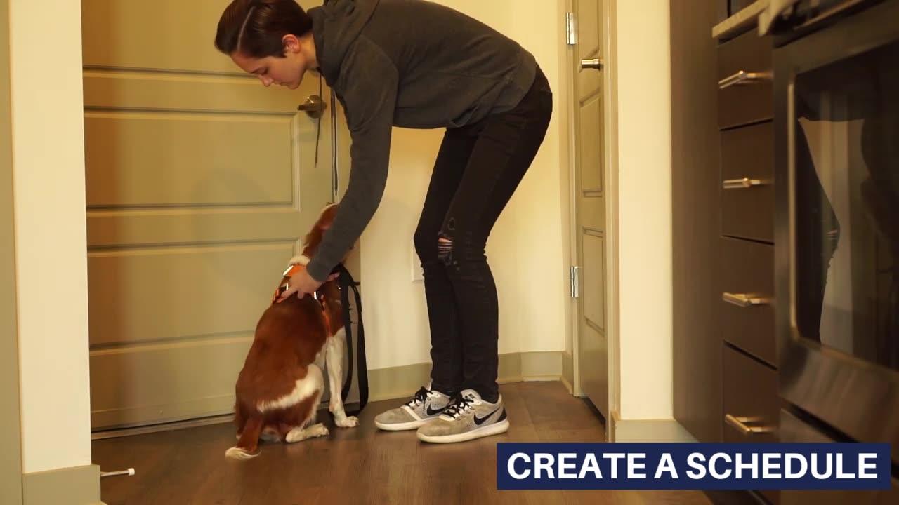Having a dog in an apartment quick tips One News Page VIDEO
