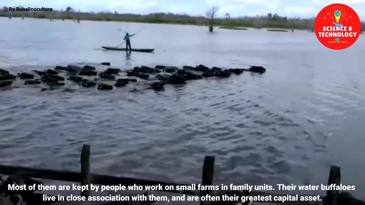 AMAZING WATER BUFFALOES FROM NATURAL LIFE STYLE TO MODERN HIGH-TECH FARMING-BUFFALOES DAIRY FARMING