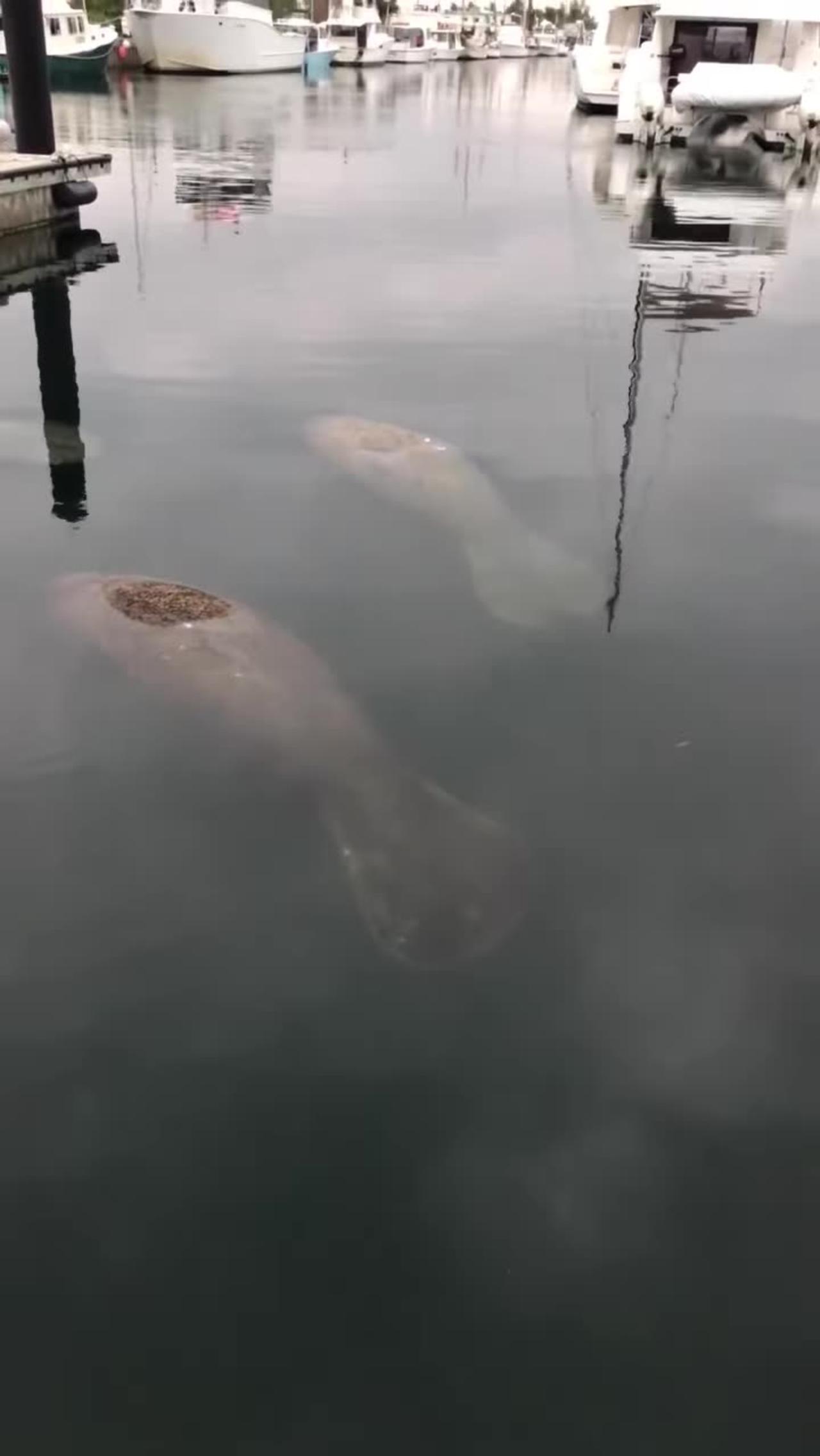 Enchanting Encounter: Manatees Swimming in Key West Waters | Captivating Moments of Marine Life