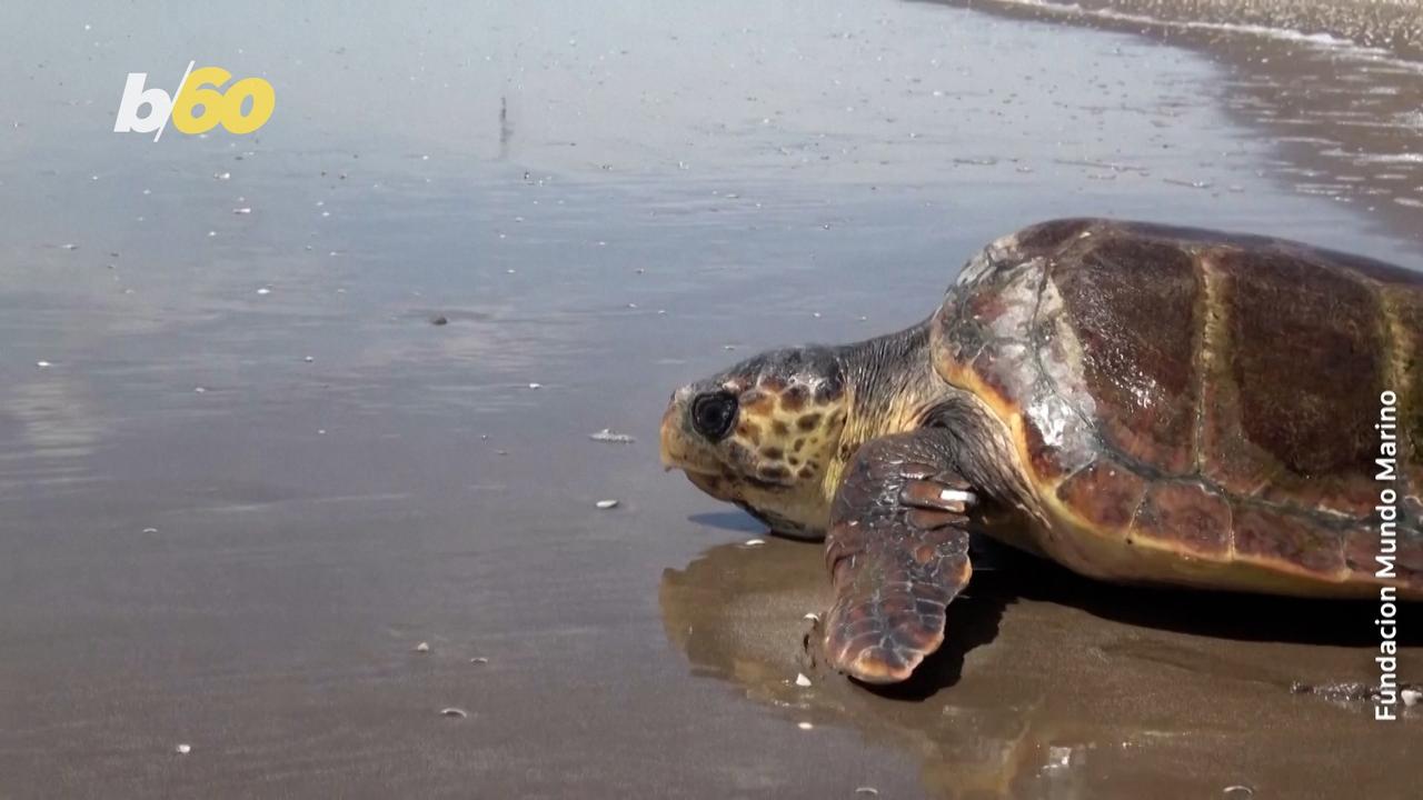 Sea Turtle Found On the Brink Returns to Sea After Full Recovery