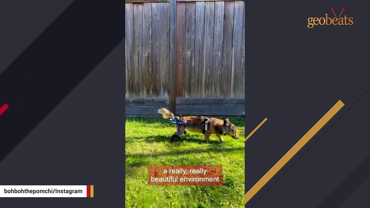Disabled dog is so happy to finally make friends