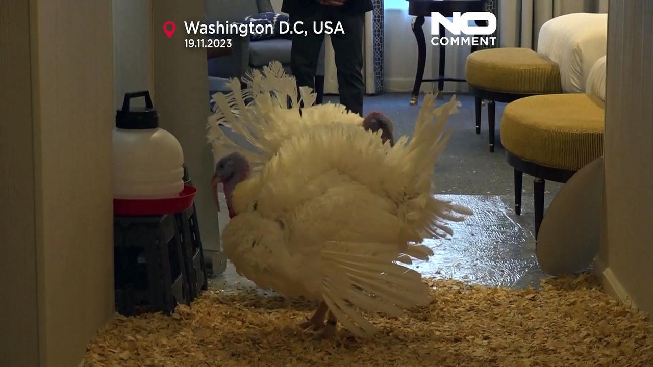 Watch: Thanksgiving turkeys prep for White House pardon