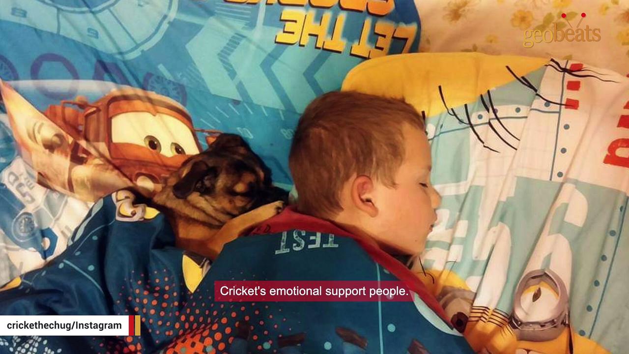 A chihuahua and pug got together. This was the result.