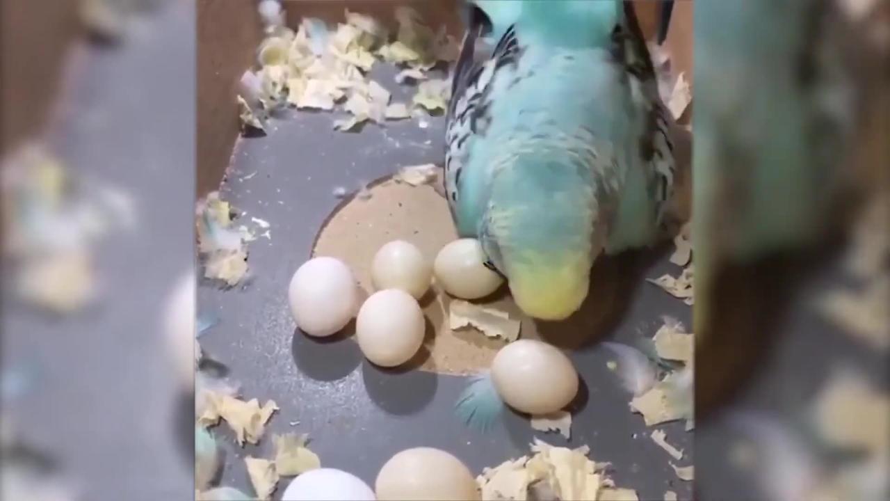 Funny Viral Animals Videos 2020 One News Page Video