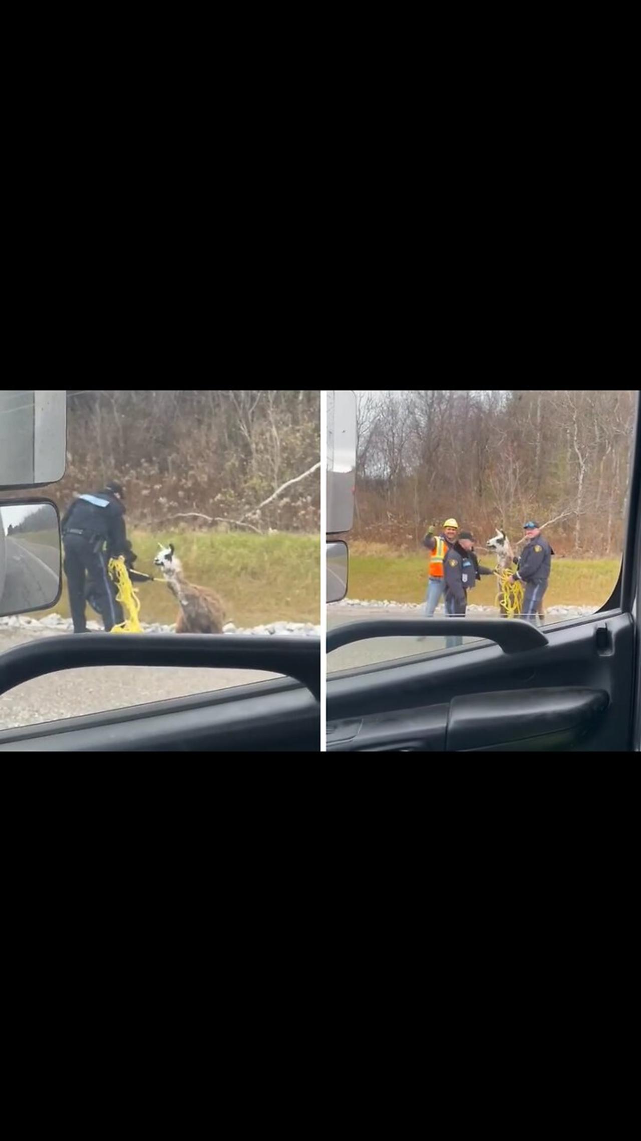 Police rescue wayward llama